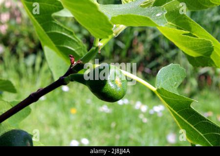 Echte Feige, Feigenbaum (Ficus carica) mit Feigen im Garten, Hessen, Deutschland. Stock Photo