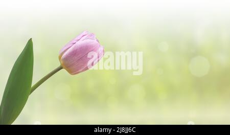 tulip on a colored blurred background close up Stock Photo