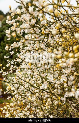 trifoliate orange, Citrus trifoliata or Poncirus trifoliata Stock Photo