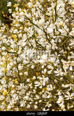 trifoliate orange, Citrus trifoliata or Poncirus trifoliata Stock Photo