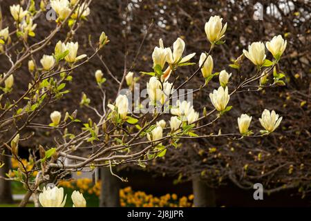 Magnolia 'Elizabeth' a hybrid Magnolia Stock Photo