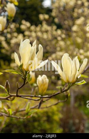 Magnolia 'Elizabeth' a hybrid Magnolia Stock Photo