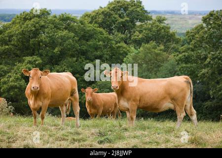 Herd of Hereford cows, beef cattle in a field on a farm, UK Stock Photo