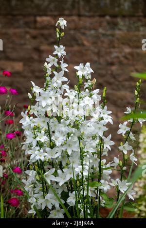 Campanula pyramidalis, the chimney bellflower, is a species of Campanula Stock Photo