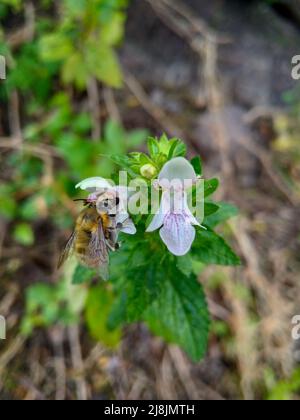 Close up of a small flower of White Hedge-Nettle - Prasium majus - with bee pollinating Stock Photo