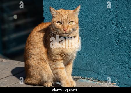 Beautiful domestic red cat with a collar on a walk Stock Photo