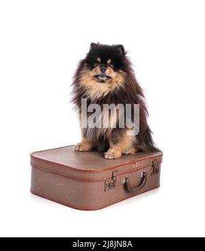 Portrait of an adorable Pomeranian bicolor on suitcase on a white background Stock Photo