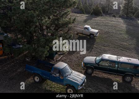 Old pickup trucks with peeling paint and rust on ranch land in Northern, New Mexico. Stock Photo