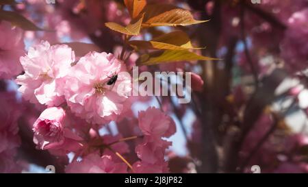 Cherry blossoms close-up against the backdrop of a blooming garden. Gently pink Japanese sakura flowers Stock Photo