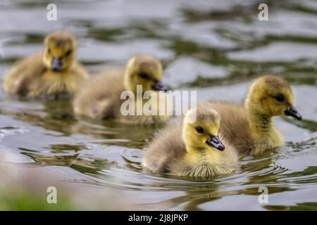 Close up of group of 4 baby Canada Geese, goslings, swimming on lake Stock Photo