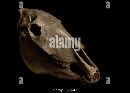 The skull of a horse on a black background. Stock Photo