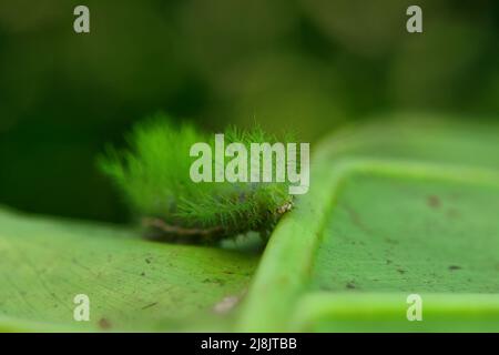 Close up view of brazilian green Automeris Caterpillar on a leaf Stock Photo