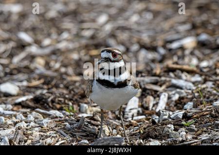 Killdeer or Charadrius Vociferus on a spring day during migration. It is a large plover found in the Americas. Stock Photo