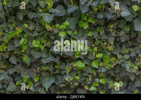 Green fresh leaves of English common ivy or hedera helix on fence, wall or building. Spring greenery background Stock Photo