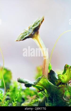 common liverwort, umbrella liverwort (Marchantia polymorpha), male gametangiophore, Germany, North Rhine-Westphalia Stock Photo