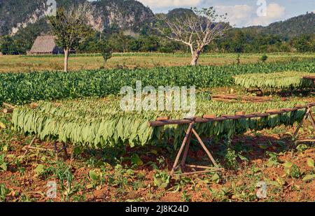 Cultivated Tobacco, Common Tobacco, Tobacco (Nicotiana tabacum), harvesting tobacco in the Vinales valley, harvested leaves were sundried, Cuba, Stock Photo