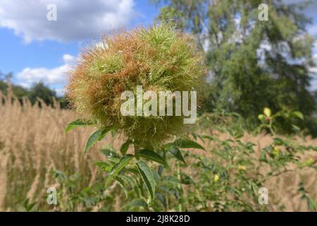 mossy rose gall wasp, bedeguar gall wasp (Diplolepis rosae), rose gall on dog rose, growth anomaly, Germany Stock Photo