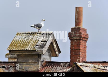 western gull (Larus occidentalis), perched on an old roof, USA, California, San Francisco, Alcatraz Island Stock Photo