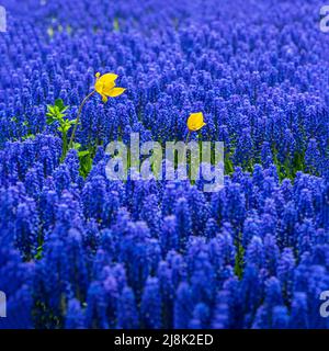 Pair of bright sunny yellow tulips on spring blue background of blue flowers Muscari, selective focus Stock Photo