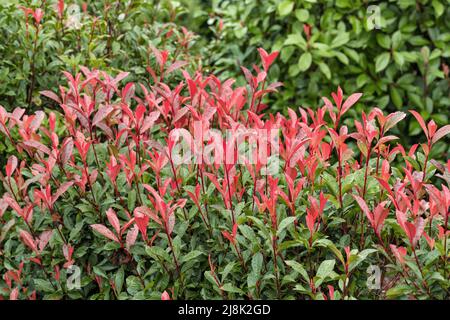 Fraser Photinia (photinia X Fraseri 'carré Rouge', Photinia X Fraseri 