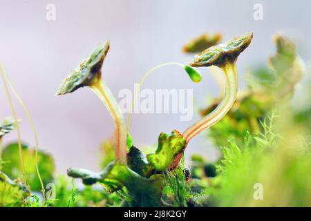 common liverwort, umbrella liverwort (Marchantia polymorpha), male gametangiophores, Germany, North Rhine-Westphalia Stock Photo