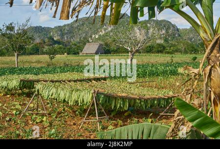 Cultivated Tobacco, Common Tobacco, Tobacco (Nicotiana tabacum), harvesting tobaco in the Vinales valley, harvested leaves were sundried, Cuba, Pinar Stock Photo