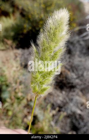 annual beard-grass, rabbitfoot polypogon (Polypogon monspeliensis), panicle, Canary Islands, Fuerteventura, Jandia Playa Stock Photo