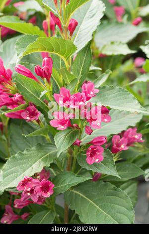 weigela (Weigelie 'Big Love', Weigelie Big Love), blooming, cultivar
