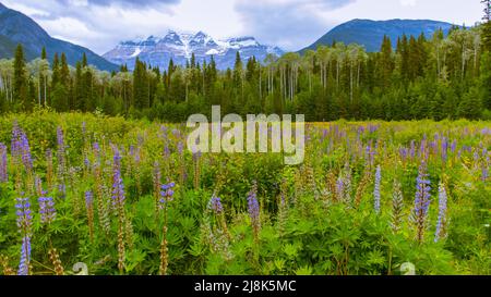 Mount Robson in the clouds with Fireweed in the foreground.  Stock Photo