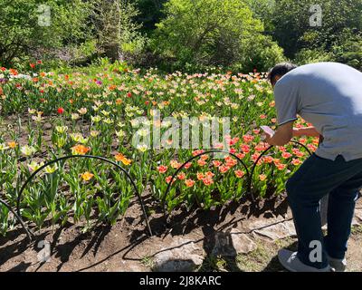 A photographer captures an image at the Ottawa Tulip Festival in Ontario, Canada. Stock Photo