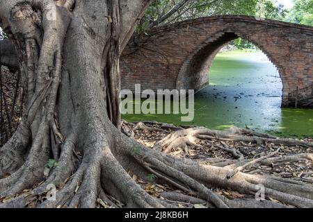 Old brick bridge with massive tree roots on the shore Stock Photo - Alamy