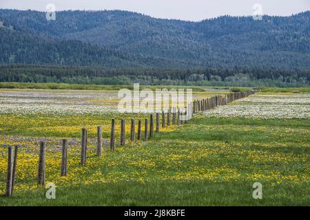 Wildflowers, Henrys Lake Flat, Scenic, Island Park, Fremont county, Idaho, USA Stock Photo