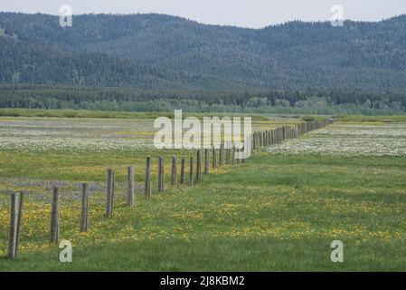 Wildflowers, Henrys Lake Flat, Scenic, Island Park, Fremont county, Idaho, USA Stock Photo