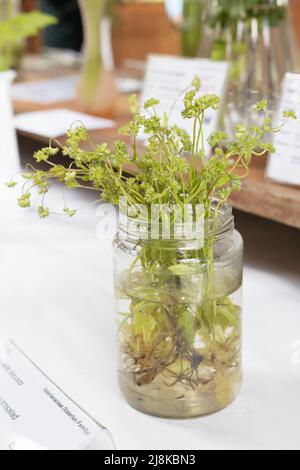 Valerianella locusta - lamb's lettuce, in a glass jar. Stock Photo