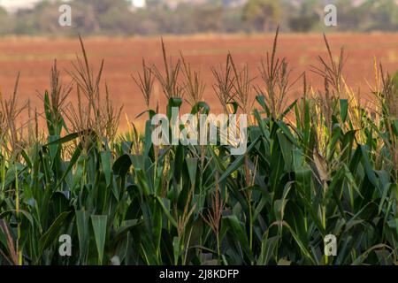 View of a green corn plantation in Brazil Stock Photo