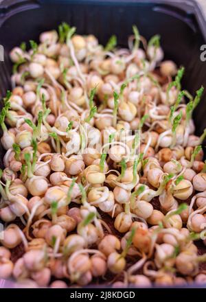 Purple micro-green peas sprouts in a tray or container under the lamp. Growing peas or peas sprouts in close-up at home. The concept of vegan and heal Stock Photo