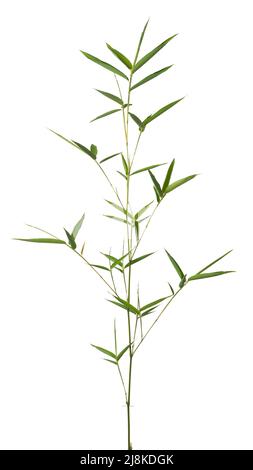 Concept of plant - bamboo on white background Stock Photo - Alamy