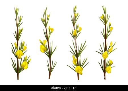 Realistic rooibos plant with flowers, isolated redbush. Vector plant branches of red tea with leaves and yellow blossoms. Aspalathus linearis rooibos herb 3d graphics, herbal tea, antioxidant beverage Stock Vector