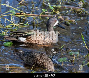 The blue wing teal  at Brazos Band State park Stock Photo