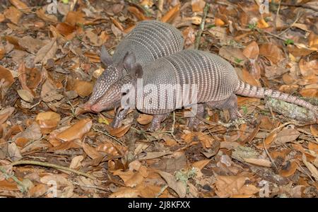 Two young nine-banded armadillos (Dasypus novemcinctus) foraging in soil together, Texas Stock Photo