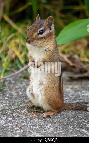 Standing chipmunk looks adorable and begs for food in the garden Stock Photo