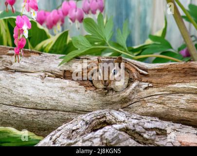 A chubby cheeked chipmunk looks out from a hollow log, her cheeks filled with seeds for her babies Stock Photo