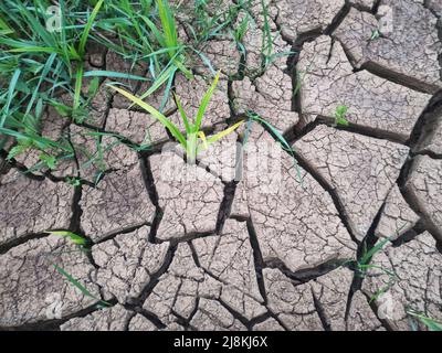Dried marsh ground creating a cracked texture. Grass. Stock Photo