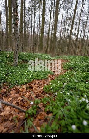 Spring time path through the bluebells in the forests of Belgium Stock Photo