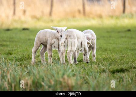 Huddle of three lambs playing in a field in Netherlands Stock Photo