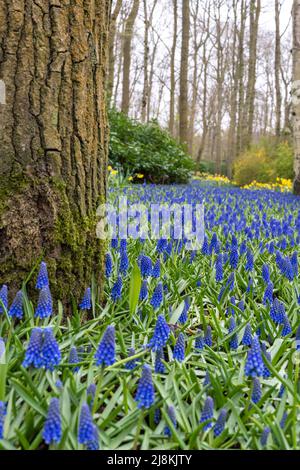 Field of blue flowers amongst the trees Stock Photo - Alamy