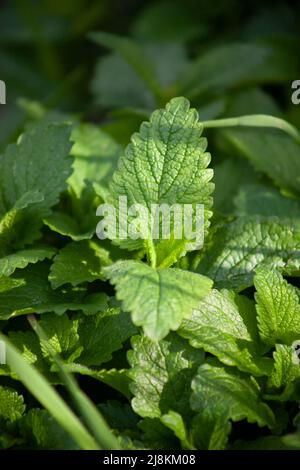 Fresh lemon balm leaves. Melissa is a fragrant medicinal plant Stock Photo