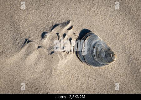 Shell european flat oyster, East Frisian Island, Spiekeroog Stock Photo