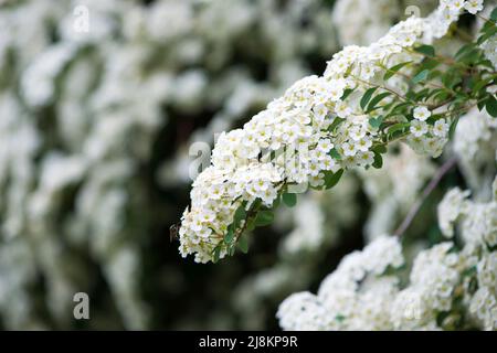 Flowering branches of Spiraea vanhouttei in the spring garden in May - selective focus, copy space Stock Photo