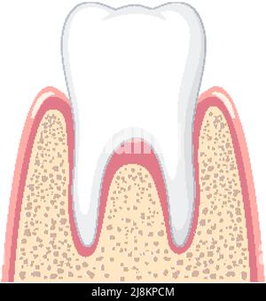 Strong tooth in gum on white background illustration Stock Vector